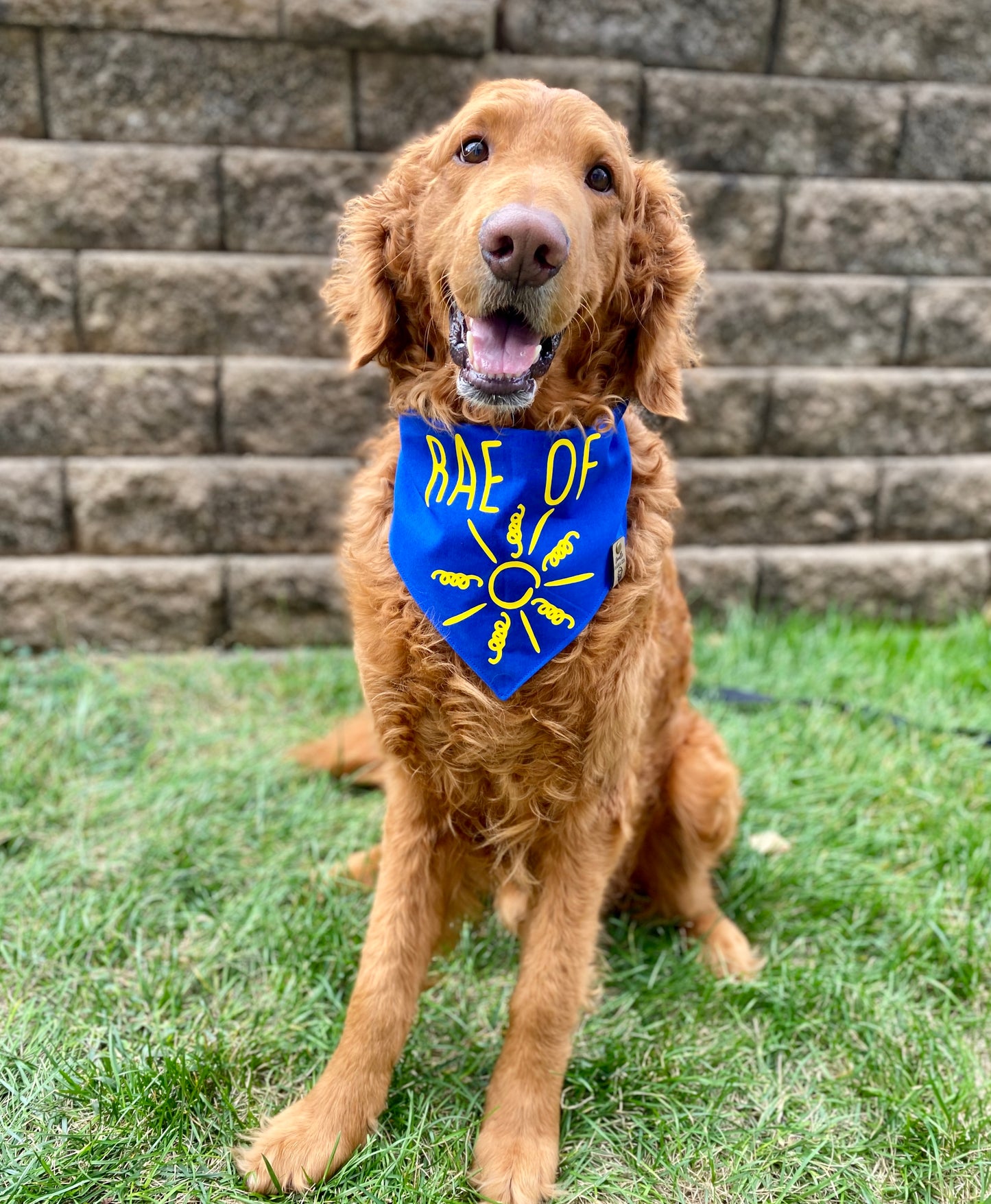Dog Bandana